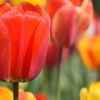 El nombre del tulipán proviene de la palabra turca “tulbend” que significa turbante y hace referencia al parecido de la flor con esa prenda típica de Oriente