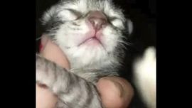 El simpático y curioso animalito se la pasa aullando y ladrando.