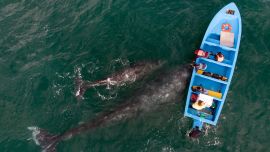 Vista aérea de ballenas grises nadando cerca de un barco de avistamiento de ballenas en la laguna Ojo de Liebre en Guerrero Negro, estado de Baja California Sur, México.