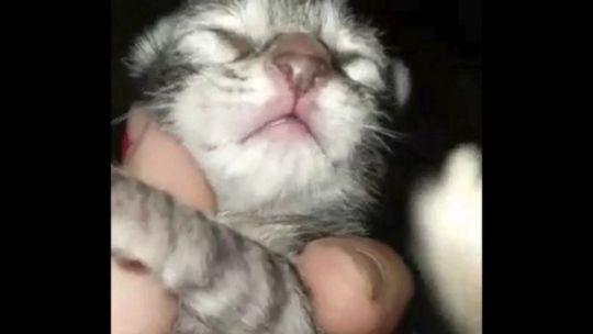 El simpático y curioso animalito se la pasa aullando y ladrando.