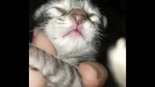 0408_gatoperro