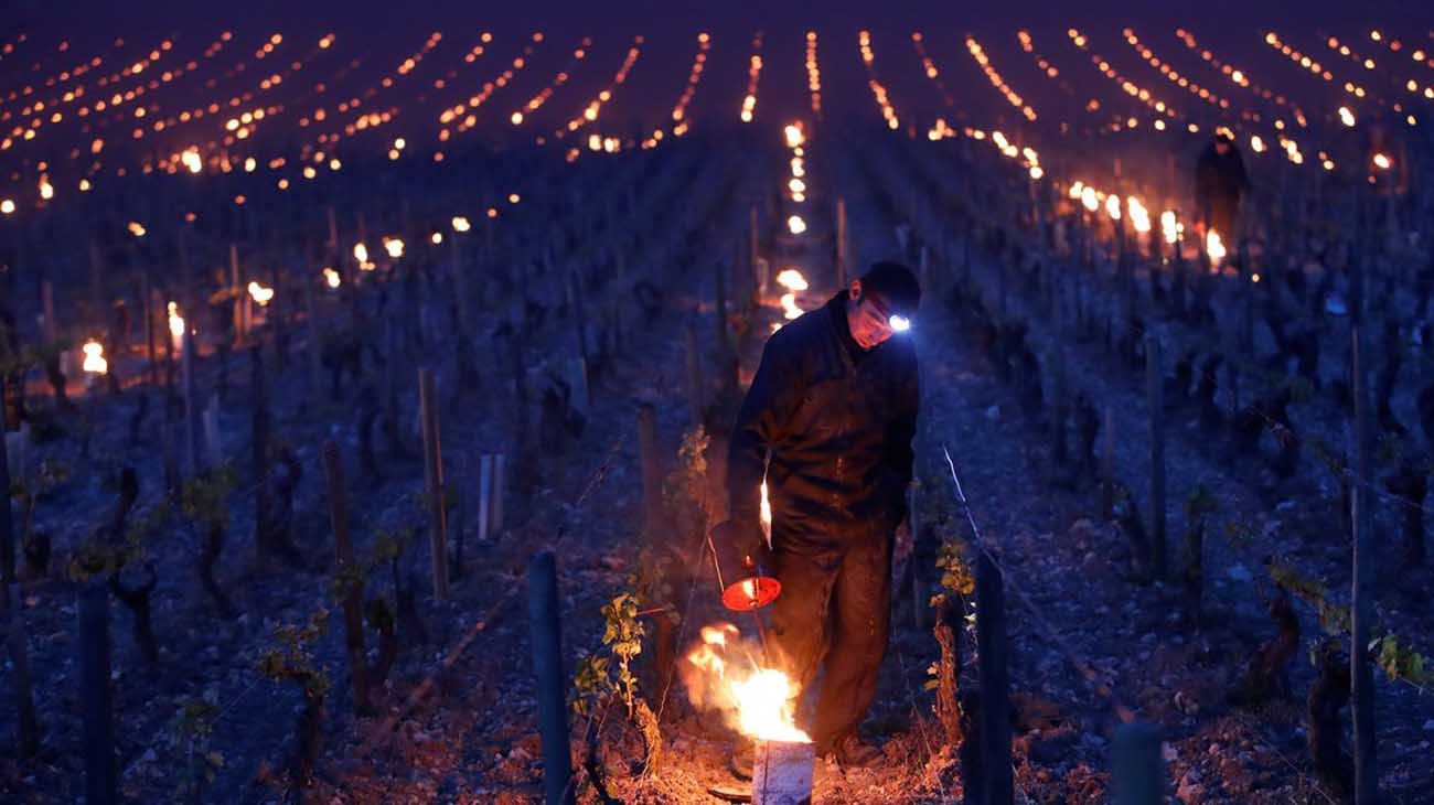 viñedos de Borgoña 