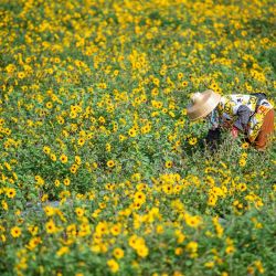 Esta foto muestra a los empleados trabajando en un campo de flores en la ciudad de Qionghai, provincia de Hainan en el sur de China. | Foto:STR / AFP