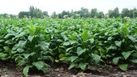 tobacco jujuy
