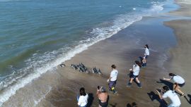 Los pinguinos magallánicos fueron rehabilitados en la Fundación Mundo Marino.