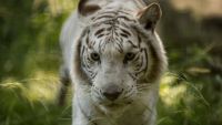 bengali tiger