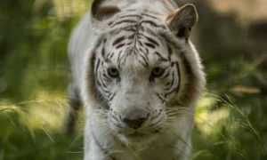 bengali tiger