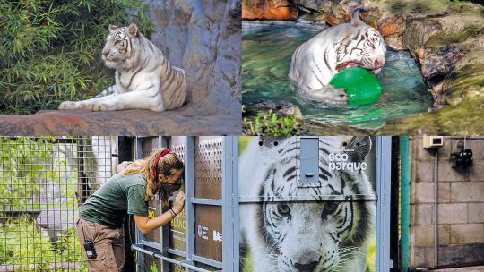 Rhiano y Cleo. Fueron estimulados para su nuevo hábitat. Cuidadora. Paula Lemos siguió de cerca el traslado de los felinos.