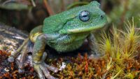 New frog species Peru