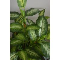 Bromelia Design