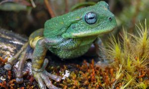 New frog species Peru