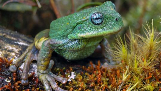 New species of frog unearthed in Peruvian Amazon jungle