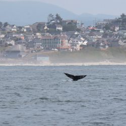 Avistaje de ballenas en Newport. Foto: Verena Wolff/dpa 