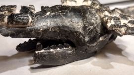 Fue encontrado en una tosquera, a unos 9 metros bajo el nivel actual de suelo.