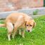 0414_perros diarrea
