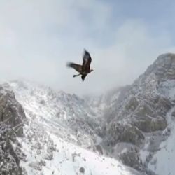 Clark Checketts grabó las espectaculares imágenes del águila volando junto a su dron.