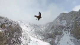 Clark Checketts grabó las espectaculares imágenes del águila volando junto a su dron.