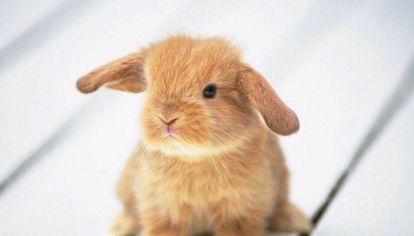 TESTEO ANIMAL
