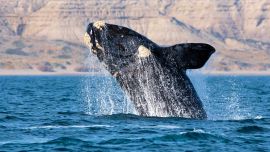 A quienes conformamos la tímida generación del 50, que hoy ya superó el medio siglo, Herman Melville nos envió una suerte de herencia o mensaje con su “Moby Dick”.