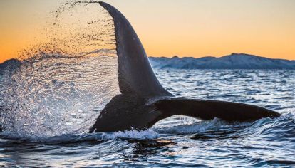 Ballena