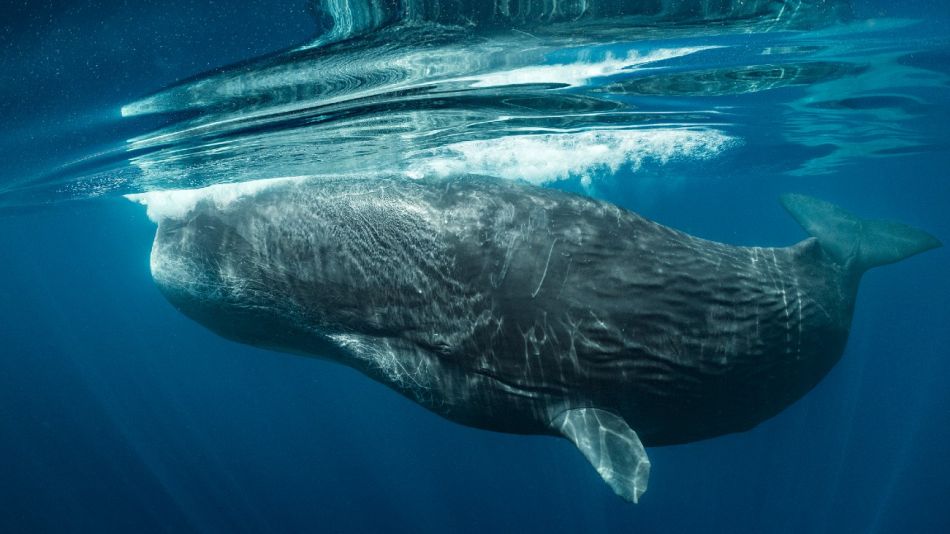 0416_ballenas