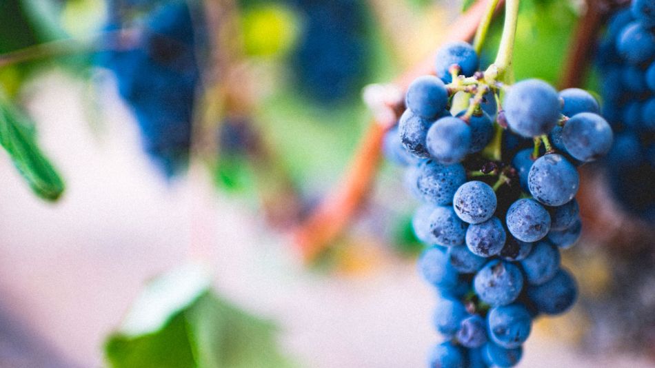 11° edición del Malbec World Day