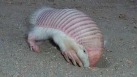 Se trata de una especie de armadillo, popularmente conocido como pichiciego.