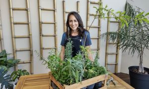 Usos medicinales de plantas aromáticas