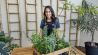 Usos medicinales de plantas aromáticas