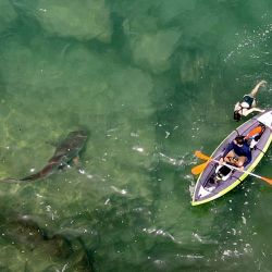 Esta fotografía muestra una vista aérea de tiburones nadando cerca de un kayak inflable en las aguas poco profundas del mar Mediterráneo frente a la ciudad costera israelí de Hadera al norte de Tel Aviv. | Foto:Jack Guez / AFP