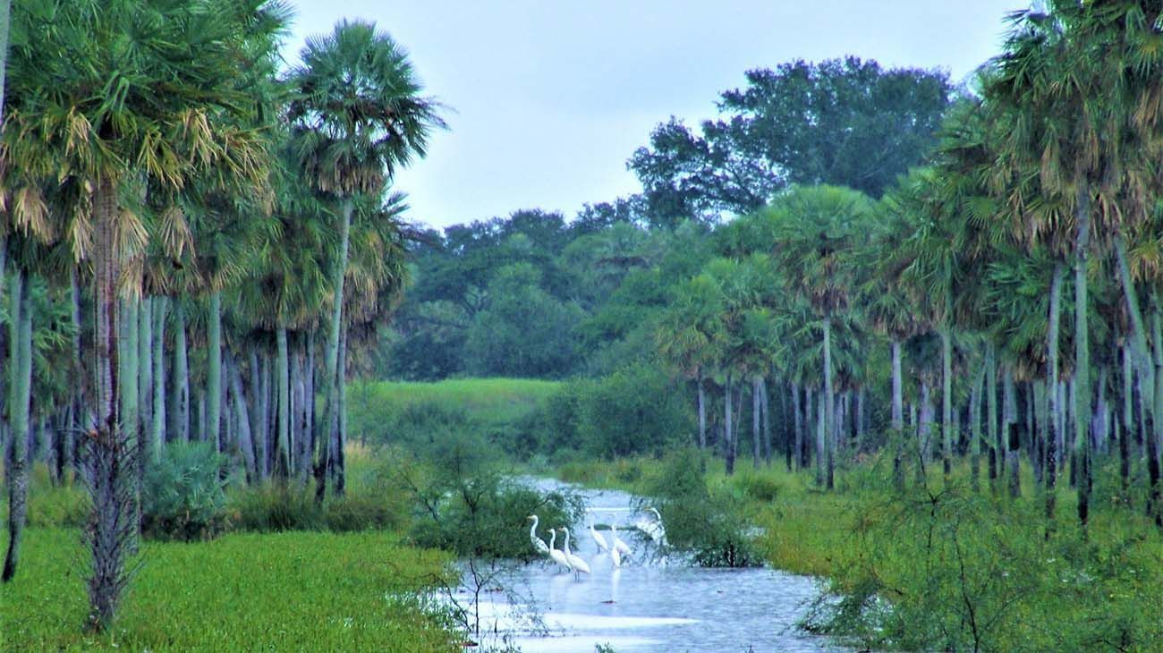 Día de la tierra.