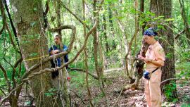 El carbono es el principal componente de la materia orgánica y