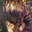 Conservation group releases endangered jaguars into Iberá National Park