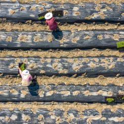 Esta foto aérea muestra a agricultores plantando okra en un campo en Nantong, en la provincia oriental de Jiangsu, en China. | Foto:STR / AFP