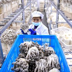 Un trabajador recoge hongos en una planta de procesamiento y granja de hongos en Anlong, en la provincia de Guizhou, suroeste de China. | Foto:STR / AFP