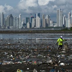 Un hombre recolecta basura, incluidos desechos plásticos, en la playa de Costa del Este, en la Ciudad de Panamá. - Cada dos semanas, estudiantes de Biología Marina descienden unos cinco metros en el mar para cuidar un vivero de corales de la especie cuerno de ciervo (Acropora cervicornis) en Portobelo, Panamá, con la que pretenden restaurar arrecifes dañados por el cambio climático y la contaminación, como parte del proyecto Reef2Reef. | Foto:Luis Acosta / AFP