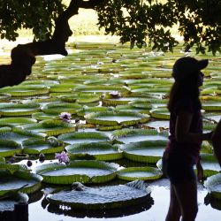 Se observan Victoria cruzianas -especie de la familia de los nenúfares Nymphaeaceae, que aparecen cada tres o cuatro años en gran cantidad y tamaño en el río Paraguay, en Piquete Cue, al norte de Asunción. | Foto:Norberto Duarte / AFP