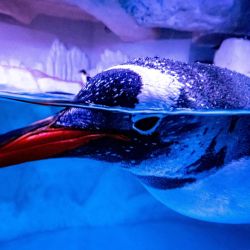 Un pingüino nada en su recinto en el acuario Sea Life Bangkok Ocean World en Bangkok. | Foto:Mladen Antonov / AFP