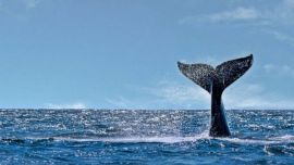 Las ballenas llegan a la región en esta época del año para cumplir el ciclo vital de reproducción y cuidado de los ballenatos.