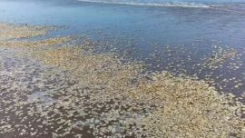 Se trata de una especie autóctona que había desaparecido entre los años 1994 y 1996.