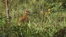 El pequeño ejemplar liberado tiene apenas 7 meses de vida.
