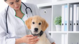 Pros y contras de castrar a nuestro perro o gato