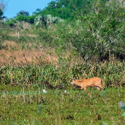 Se ha comprobado la gran susceptibilidad de diferentes especies animales, tantos domésticos como silvestres a ser infectadas con el SARS-CoV-2. 