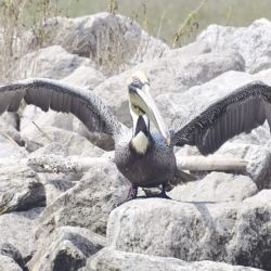 El pelicano pardo ya se encuentra de nuevo en su hogar.