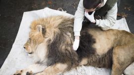 Se trata de una serie lineamientos para el manejo y el cuidado de la fauna silvestre frente al coronavirus.