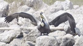 El pelicano pardo ya se encuentra de nuevo en su hogar.