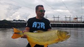Los dorados rondaban entre los 10 y 20 kg de peso.
