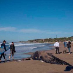 El joven ejemplar de ballena jorobada apareció, sin vida, en las playas del sur marplatense.