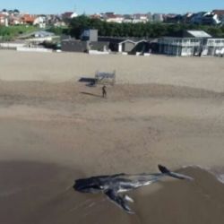 La ballena jorobada fue arrastrada por la corriente hacia la orilla del balneario marplatense Guillermo. 