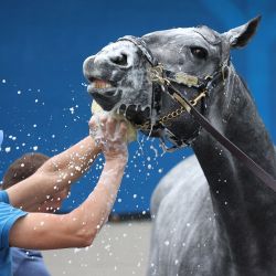 Essential Quality se lava en el área del granero durante el entrenamiento para el Derby de Kentucky en Churchill Downs en Louisville, Kentucky. | Foto:Andy Lyons / Getty Images / AFP